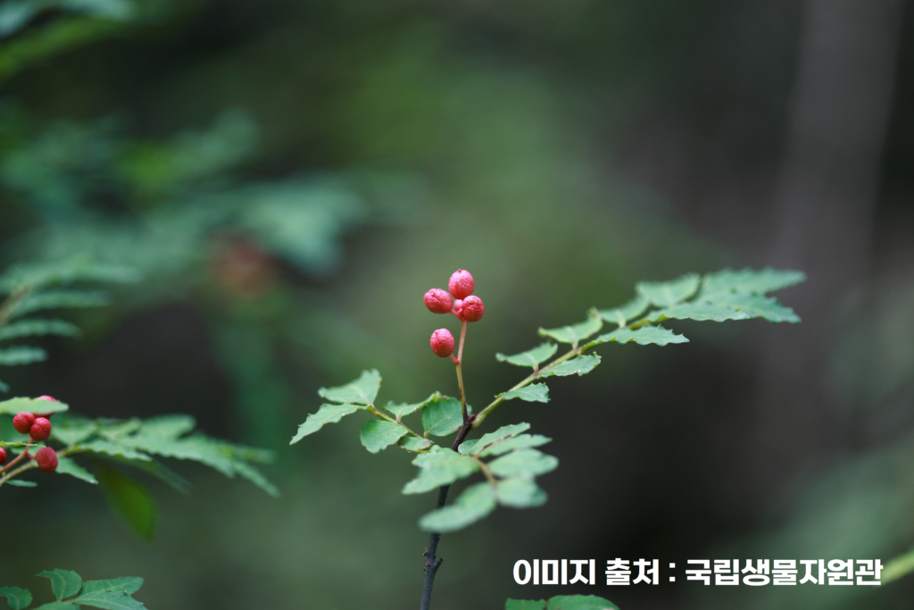 제피 고추장 다이어트 효능? 맛과 건강을 모두 잡은 제피(초피) 고추장 만드는 방법과 레시피 활용법 - 다이어트콜렉트
