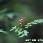 제피 고추장 다이어트 효과, 맛과 건강을 모두 잡은 제피-초피(제피)나무